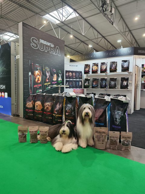 European Dog Show Brno 2025