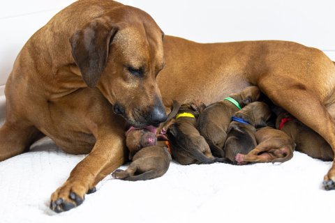 Breeder Zone